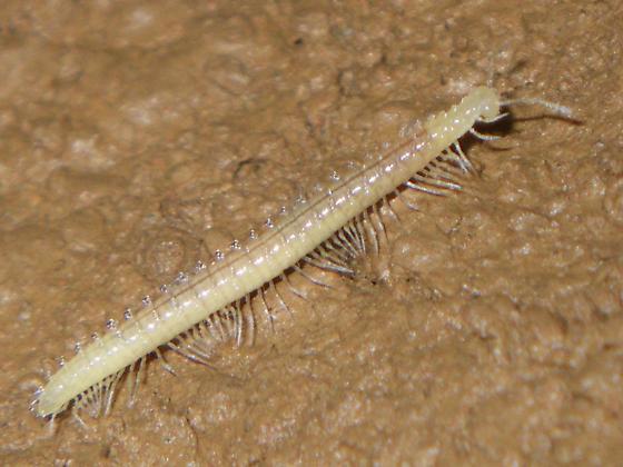 Представитель Семейства Trichopetalidae